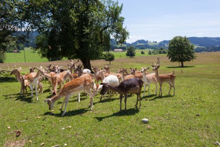 Das Damwild des Sontheim's Naturhotel & Spa beim Grasen auf einer Wiese.