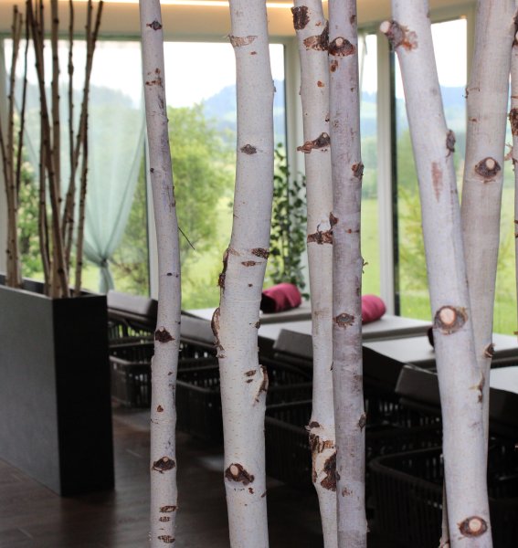 Hinter Birkenästen befinden sich Liegestühle im Wellnessbereich mit Blick aus dem Fenster im Sontheim's Naturhotel & Spa in Maierhöfen.