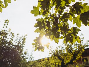 Die Sonne schneit durch die Blätter der Bäume auf der Terrasse im Hotel Kühberg in Oberstdorf.