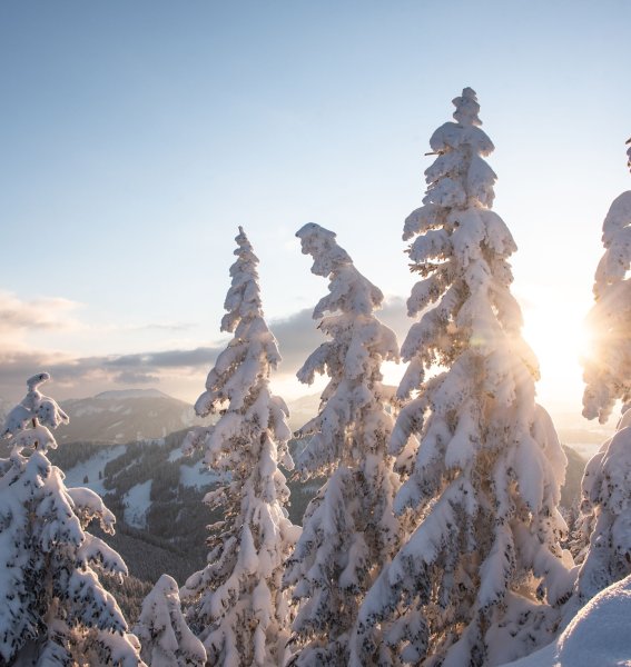 Schneebedeckte Tannen im Winter im Allgäu.
