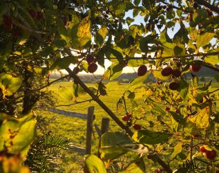 Herbst im Naturlandhaus Krone in Maierhöfen.