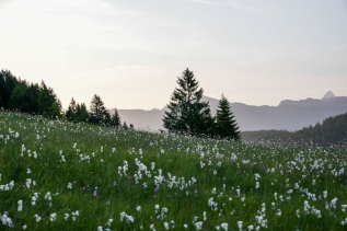 Blick auf die Natur mit Blumenfeldern im Wald & Wiesn Berghotel Balderschwang.