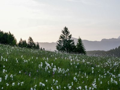 Wald & Wiesn Berghotel Balderschwang Natur Blick auf die Natur mit Blumenfeldern im Wald & Wiesn Berghotel Balderschwang.