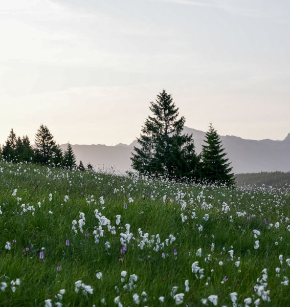 Wald & Wiesn Berghotel Balderschwang Natur Blick auf die Natur mit Blumenfeldern im Wald & Wiesn Berghotel Balderschwang.