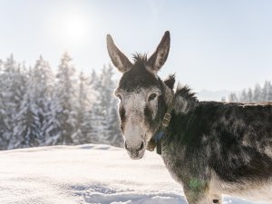Ein Esel vom Allgäuer Berghof in Gunzesried steht auf einer verschneiten Wiese umgeben von verschneiten Nadelbäumen