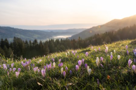 Oberstaufen Tourismus Nico Bogenreuther Wandern Ausblick vom Berg in Oberstaufen.