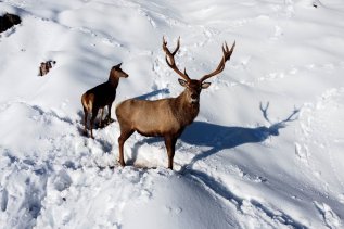 Ein Hirsch und ein Reh im Winter in der Nähe des Torgheles Wald & Fluh in Balderschwang.