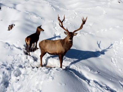Ein Hirsch und ein Reh im Winter in der Nähe des Torgheles Wald & Fluh in Balderschwang.