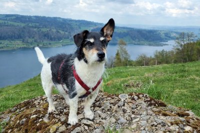 Ein Hund beim Spaziergang in der Nähe des Hotels Bayerischer Hof in Oberstaufen.
