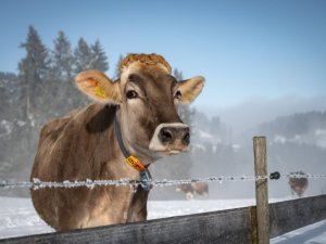 Eine Kuh steht an einem Zaun und ist umgeben von Schnee und Wälder