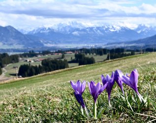 Erste Blumen auf der Wiese in der Nähe des Hotels Bannwaldsee in Halblech.