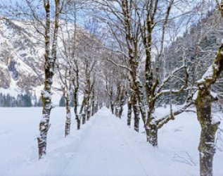 Eine Allee im Winter in der Nähe des Hotel Kühberg in Oberstdorf.