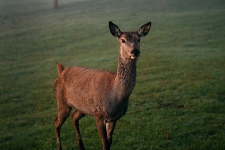 Ein Reh auf einer Wiese in der Nähe des Berghotel Jägerhof in Isny.