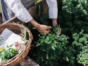 Ein Koch schneidet frische Kräuter im Naturhotel Chesa Valisa in Hirschegg