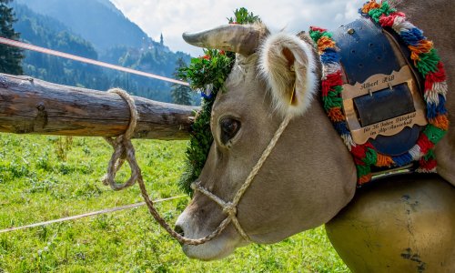 Eine festlich geschmückte Kuh in der Nähe des Hotels Helmer in Schwangau.