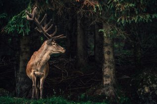 Ein Hirsch im Wald in der Nähe des Torgheles Wald & Fluh in Balderschwang.