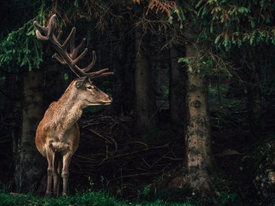 Ein Hirsch im Wald in der Nähe des Torgheles Wald & Fluh in Balderschwang.