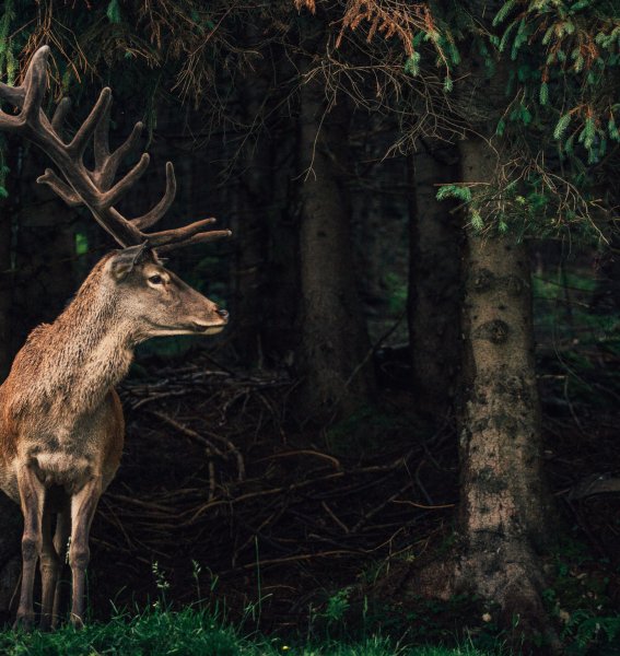 Ein Hirsch im Wald in der Nähe des Torgheles Wald & Fluh in Balderschwang.