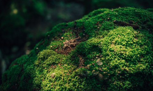Moos im Wald in der Nähe des Torgheles Wald & Fluh in Balderschwang.