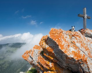 Ein Hund sitzt auf einem Berggipfel mit Kreuz nahe des Biohotel Eggensberger in Füssen - Hopfen am See.