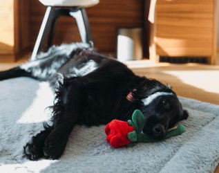 Ein schwarzer Hund liegt auf einem Teppich in einem Zimmer der Rosenalp Gesundheitsresort und Spa und hat eine Plüschrose im Mund in Oberstaufen.