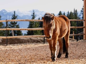Ein Pferd steht auf einer Koppel auf dem Hof des Familotel Allgäuer Berghof in Gunzesried.