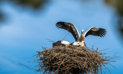 Zum Schloss Vogelnest Ein Vogelnest beim Boutique-Hotel Zum Schloss in Amtzell.