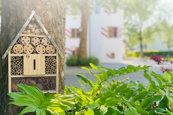 Zum Schloss Bienenhotel Ein kleines Bienenhotel beim Boutique-Hotel Zum Schloss in Amtzell.