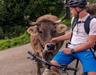 Ein Biker streichelt eine Kuh auf den Radwegen nahe des Hotel Allgäu Sonne in Oberstaufen.