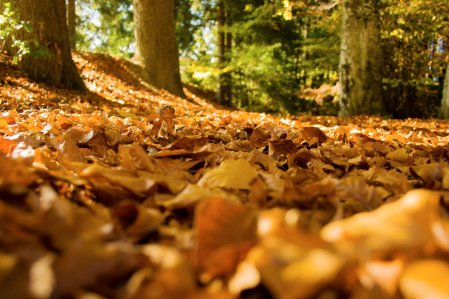 Rosenalp Gesundheitsresort und Spa Wald Herbst