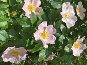 Wildrosen im schönen großen Garten des DIANA Naturpark Hotels in Oberstaufen.