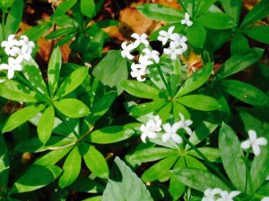 Pflanzen im schönen großen Garten des DIANA Naturpark Hotels in Oberstaufen.