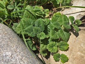 Pflanzen im schönen großen Garten des DIANA Naturpark Hotels in Oberstaufen.
