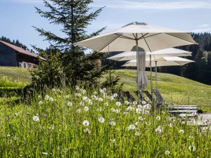 Liegestühle mit Sonnenschirmen auf einer Wiese laden zum Entspannen im Haubers Naturresort in Oberstaufen ein.