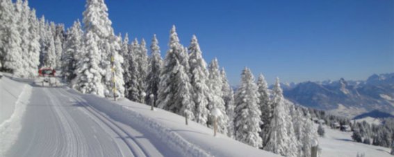 edita-scheidegg-ski