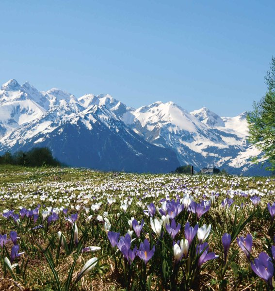 Der Ausblick auf die Berge mit einer Blumenwiese im Hotel Exquisit in Oberstdorf im Frühling.