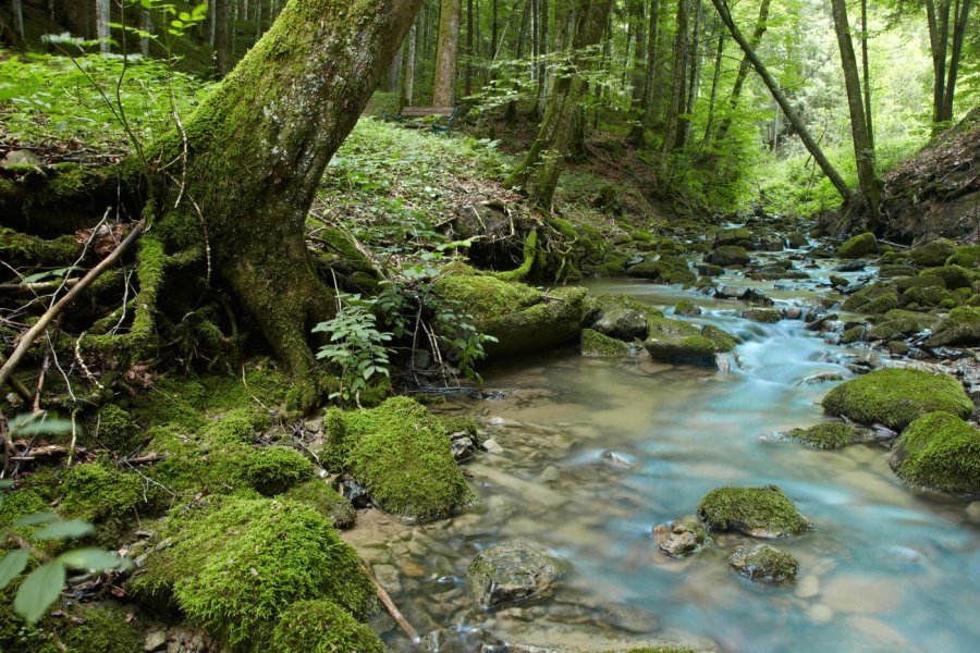 Haubers Naturresort Wald