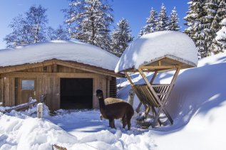 Oberjoch Familux Resort Alpakas Winter