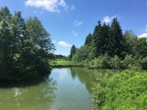 Teich vom Hanusel Hof in Weitnau / Hellengerst in dem Fische frisch gefangen werden