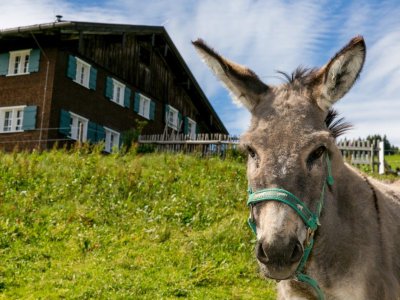 Bergbauern Esel026