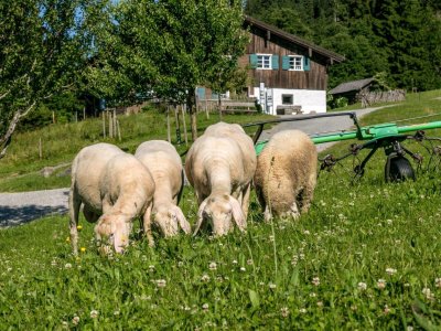 Bergbauern Schafe120