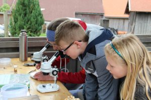 Insekten unter dem Mikroskop