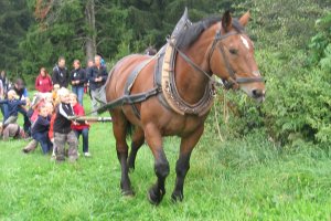 Waldtag 12.09.09 053