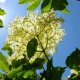Holunderblüte