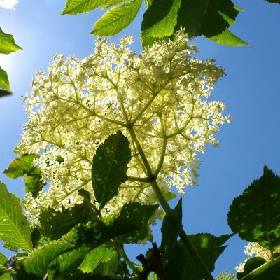 Holunderblüte