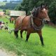 Holzrücken mit Pferd
