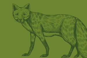 Foxy-Rätselfuchs-web