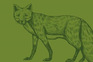 Foxy-Rätselfuchs-web