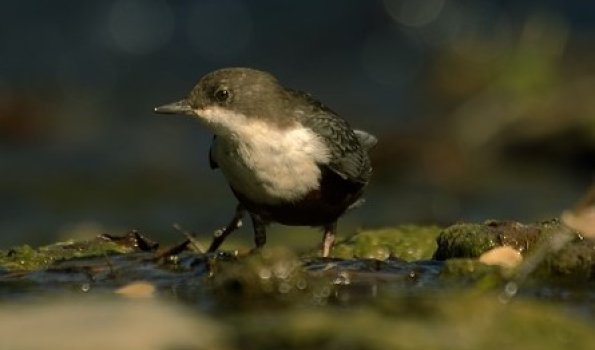 Wasseramsel