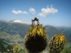 Krabbenspinne